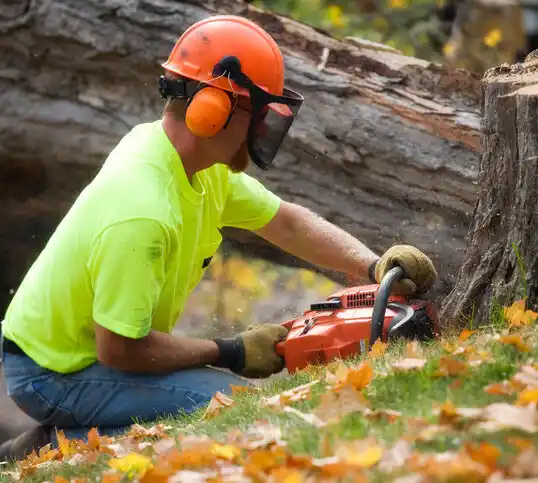 tree services South Gull Lake